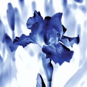 Blue Ice Iris by Kelly Donovan Oil Painting