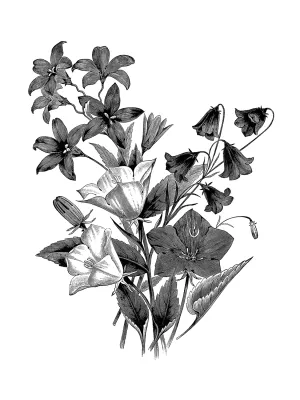 Botanical Black and White II by Kelly Donovan Oil Painting