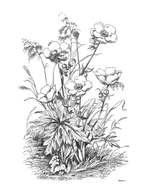 Botanical Black and White IV by Kelly Donovan Oil Painting