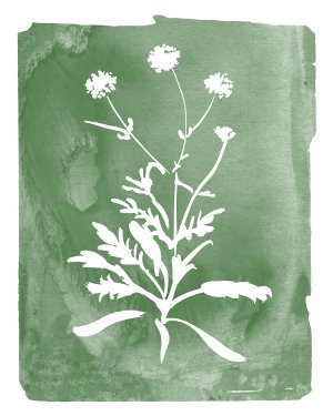 No Frame Rolled Canvas