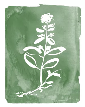 Green Botanical III by Kelly Donovan Oil Painting