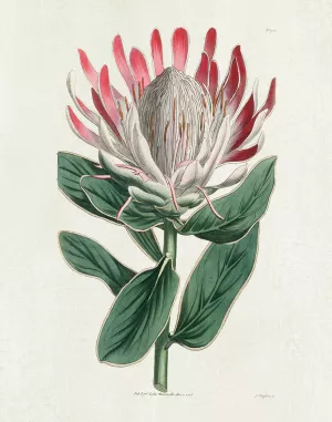 Protea N13 by Kelly Donovan Oil Painting
