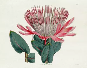 Protea N17 by Kelly Donovan Oil Painting