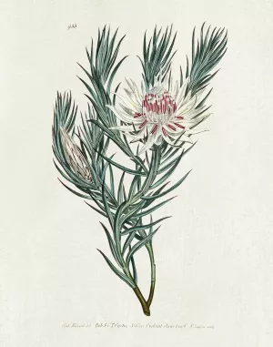 Protea N33 by Kelly Donovan Oil Painting