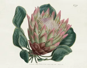 Protea N70 by Kelly Donovan Oil Painting