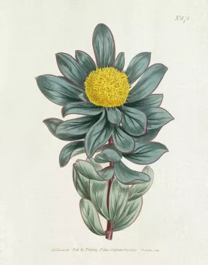 Protea N78 by Kelly Donovan Oil Painting