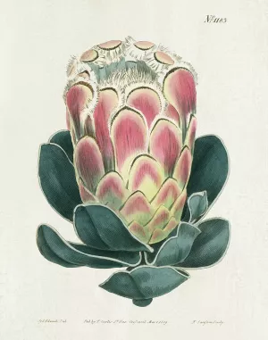 Protea N83 by Kelly Donovan Oil Painting