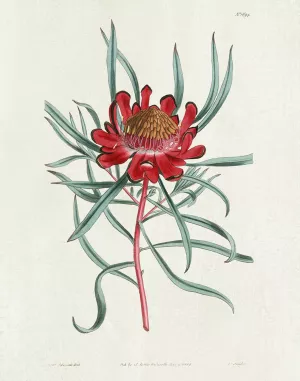 Protea N94 by Kelly Donovan Oil Painting