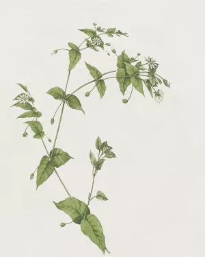 Wispy Botanical I by Kelly Donovan Oil Painting