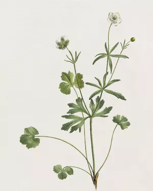 Wispy Botanical II by Kelly Donovan Oil Painting