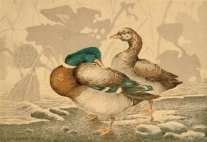 Ducks and Withered Lotus by Kobayashi Kiyochika Oil Painting