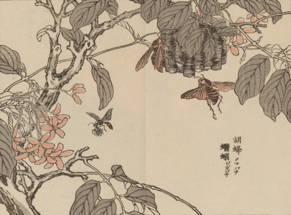Bairei gafu, Pl.55  by Kono Bairei - Hand-Painted Oil Painting Reproduction