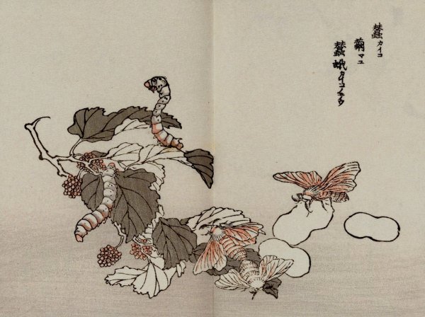 Bairei gafu, Pl.62  by Kono Bairei - Hand-Painted Oil Painting Reproduction