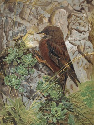 Accenteur des Alpes by Leo-Paul Robert Oil Painting