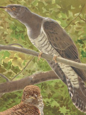 Coucou by Leo-Paul Robert Oil Painting