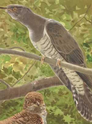 Coucou Oil painting by Leo-Paul Robert