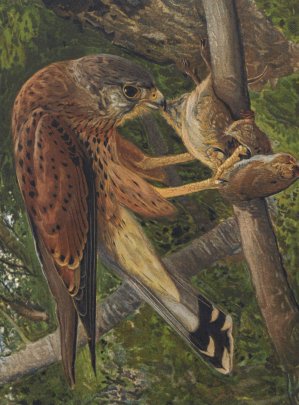 Crecerelle by Leo-Paul Robert Oil Painting