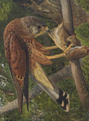 Crecerelle Oil painting by Leo-Paul Robert