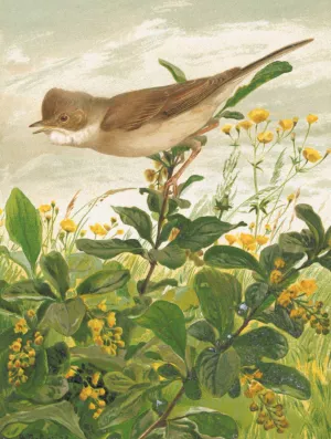 Fauvette Grisette by Leo-Paul Robert Oil Painting
