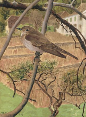 Gobe-Mouches Gris by Leo-Paul Robert Oil Painting