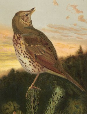 Grive Musicienne by Leo-Paul Robert Oil Painting