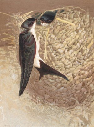 Hirondelle de Fenetre Oil painting by Leo-Paul Robert