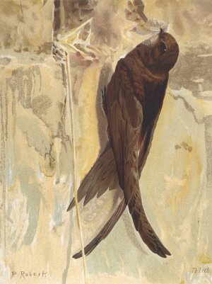 Martinet Noir by Leo-Paul Robert Oil Painting