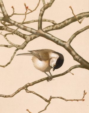 Mesange Nonnette by Leo-Paul Robert Oil Painting