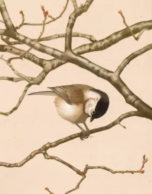 Mesange Nonnette by Leo-Paul Robert Oil Painting