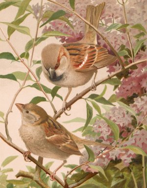 Moineau Franc by Leo-Paul Robert Oil Painting