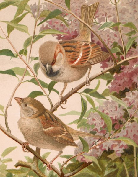Moineau Franc  by Leo-Paul Robert - Hand-Painted Oil Painting Reproduction