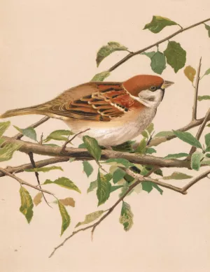 Moineau Friquet Oil painting by Leo-Paul Robert