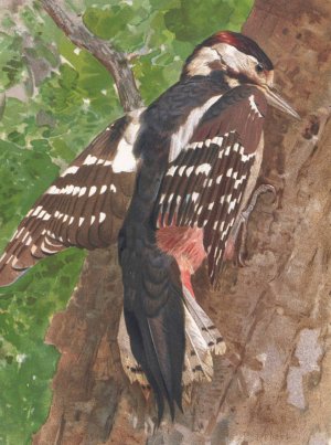 Pic Bigarre by Leo-Paul Robert Oil Painting