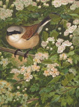 Pie Grieche by Leo-Paul Robert Oil Painting