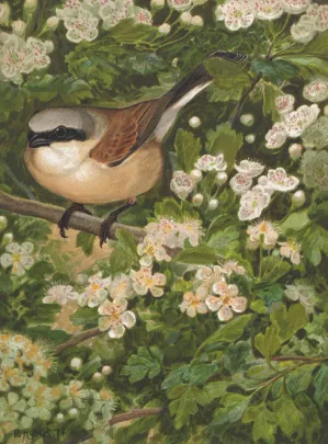 Pie Grieche by Leo-Paul Robert Oil Painting
