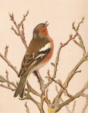 Pinson Commun Oil painting by Leo-Paul Robert