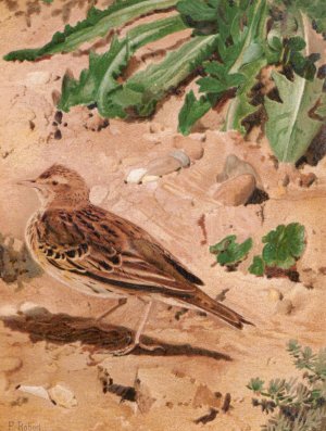 Pitpit Farlouse by Leo-Paul Robert Oil Painting