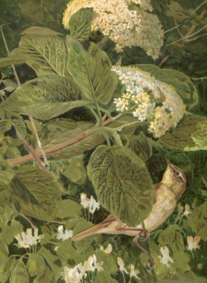 Pouillot Fitis by Leo-Paul Robert Oil Painting