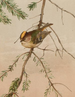 Roitelet by Leo-Paul Robert Oil Painting