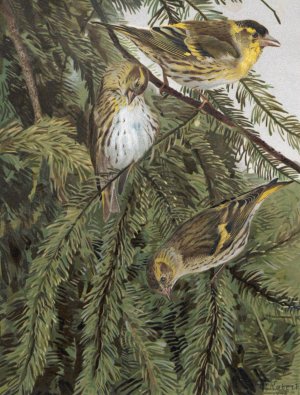 Tarin Oil painting by Leo-Paul Robert