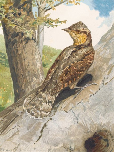 Torcol  by Leo-Paul Robert - Hand-Painted Oil Painting Reproduction