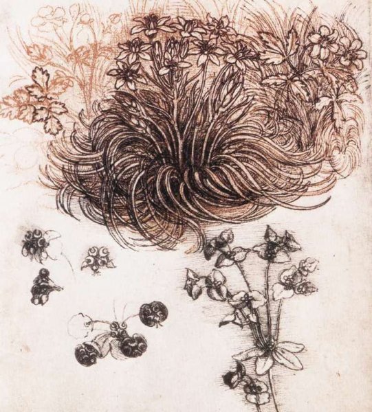 Main Product Photo of Star of Bethlehem and Other Plants Painting by Leonardo Da Vinci
