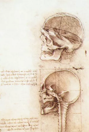 Studies of Human Skull by Leonardo Da Vinci Oil Painting