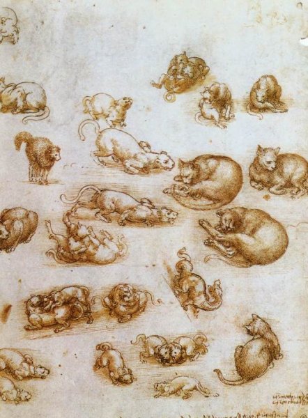 Main Product Photo of Study Sheet with Cats, Dragon and Other Animals Painting by Leonardo Da Vinci