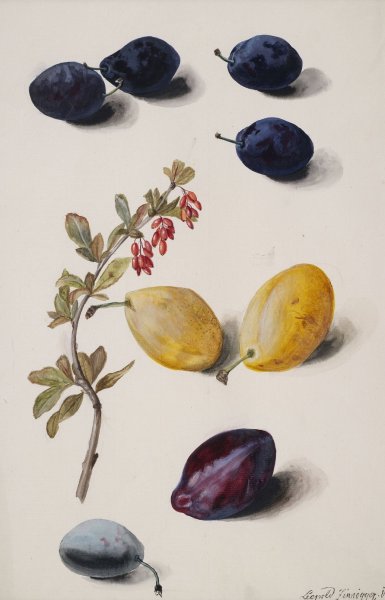 Main Product Photo of Fruits  Painting by Leopold Zinnogger
