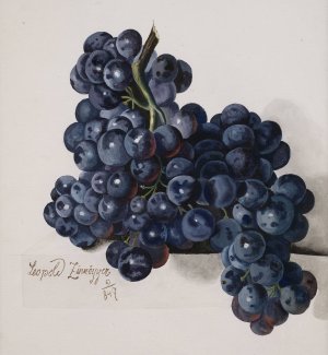 Grapes by Leopold Zinnogger Oil Painting