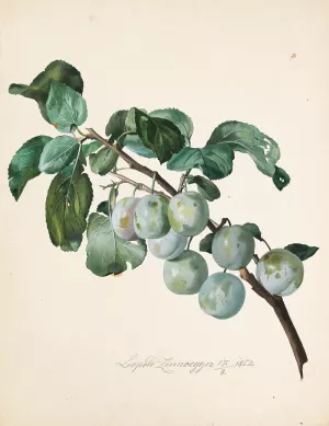 Ringlottenzweig by Leopold Zinnogger Oil Painting
