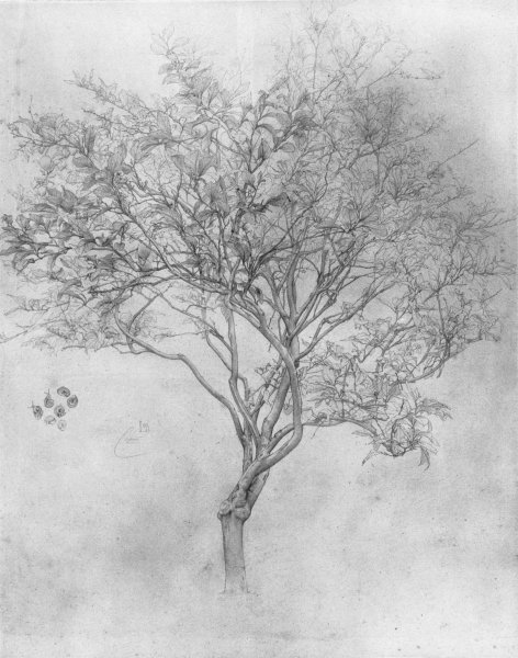 Study of a Lemon Tree by Lord Frederick Leighton - Hand-Painted Oil Painting Reproduction