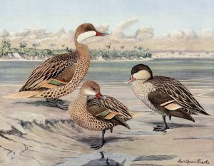 Bahama Duck, Galapagos Island Duck, African Red-Billed Duck Oil painting by Louis Agassiz Fuertes