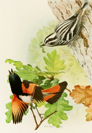 Black And White Warbler, American Redstart by Louis Agassiz Fuertes Oil Painting